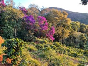 landschaft bild