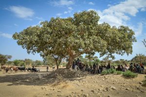 kleine Menschenmenge unter einem großem Baum