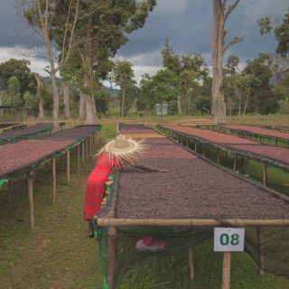 NEW single origin coffee.
Duwancho.
Ethiopia.

Process: Natural
Region: Keramo village, Bensa, Sidama
Producer: Daye Bensa
Varietal: Mixed Heirloom Varietals

Profile: Mango, Peach & Lavender

#newcoffee
#duwancho
#dayebensa
#ethiopia
#specialtycoffee
#coffeepeople
#butfirstcoffee
#localcoffee
#coffee
#coffeecommunity
#coffeezurich
#dailycoffee
#homebarista
#coffeebeans
#stollkaffee
#thecoffeepage
#coffeeroasters
#roastery