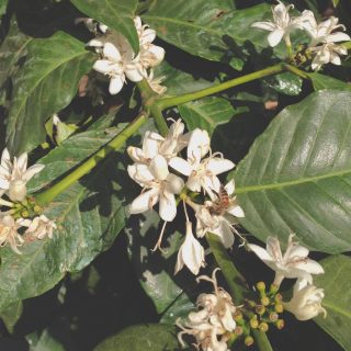 🙌Did you know?🙌
Coffee blossoms have been called “Arabian Jasmine” because of their appearance and smell. They smell of jasmine and orange blossoms. The flowers are also used in perfumes for their aroma. 
It takes up to 9 months for arabica and 11 months for robusta (canephora) from blossom to harvest. Because they takes so long to mature it is not uncommon to find blossoms and ripe cherries on the same tree.

#didyouknow
#coffeeflower
#arabianjasmine
#jasmime
#wearestoll
#coffeepeople 
#butfirstcoffee 
#localcoffee
#coffee
#coffeecommunity 
#coffeezurich 
#dailycoffee 
#homebarista 
#coffeebeans
#stollkaffee
#thecoffeepage
#coffeeroasters 
#roastery
