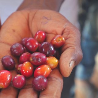 NEW  single origin coffee.
Nano Challa. 
Ethiopia. 

Process:  Washed
Region:  Genji Challa, Limu, Jimma
Producer:  Nano Challa Coop.
Varietal:  Heirloom

Profile:  Bergamot, berries & stone fruit

#newcoffee
#nanochalla
#ethiopia
#specialtycoffee
#coffeepeople
#butfirstcoffee
#localcoffee
#coffee
#coffeecommunity
#coffeezurich
#dailycoffee
#homebarista
#coffeebeans
#stollkaffee
#thecoffeepage
#coffeeroasters
#roastery